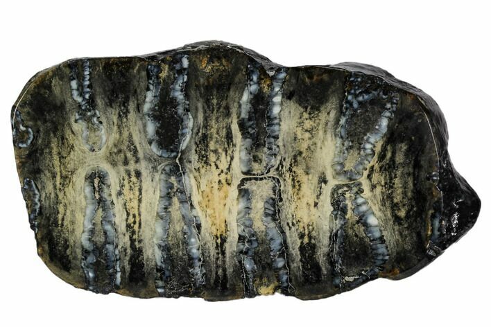 Polished Mammoth Molar Slice - South Carolina #106419